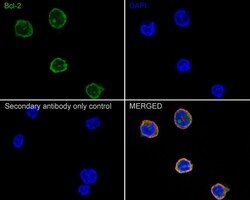 Invitrogen Bcl-2 Recombinant Rabbit Monoclonal Antibody (PD01-41) 100 &mu;L;