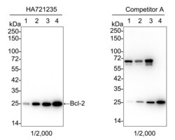 Invitrogen Bcl-2 Recombinant Rabbit Monoclonal Antibody (PD01-41) 100 &mu;L;