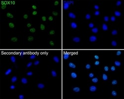 Invitrogen SOX10 Recombinant Rabbit Monoclonal Antibody (PDH0-05) 100 &mu;L;