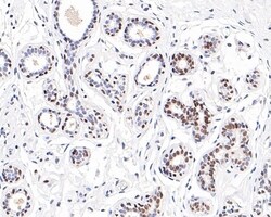 Invitrogen SOX10 Recombinant Rabbit Monoclonal Antibody (PDH0-05) 100 &mu;L;