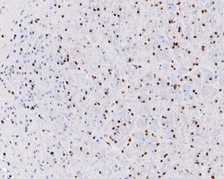 Invitrogen SOX10 Recombinant Rabbit Monoclonal Antibody (PDH0-05) 100 &mu;L;