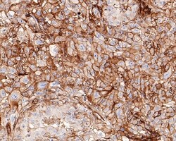 Invitrogen B7-H3 Recombinant Rabbit Monoclonal Antibody (PD00-36) 100 &mu;L;
