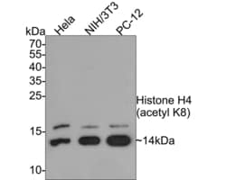 H4K8ac Recombinant Rabbit Monoclonal Antibody (PS01-25), Invitrogen 100