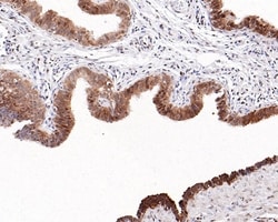Invitrogen WDR77 Recombinant Rabbit Monoclonal Antibody (PSH0-07) 100 &mu;L;