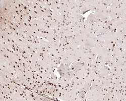 Invitrogen WDR77 Recombinant Rabbit Monoclonal Antibody (PSH0-07) 100 &mu;L;