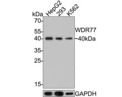 Invitrogen WDR77 Recombinant Rabbit Monoclonal Antibody (PSH0-07) 100 &mu;L;