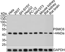 Invitrogen PSMC6 Recombinant Rabbit Monoclonal Antibody (PSH0-12) 100 &mu;L;