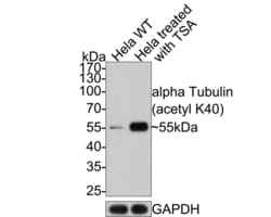 Invitrogen Acetyl-alpha Tubulin (Lys40) Recombinant Rabbit Monoclonal Antibody