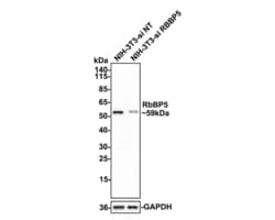 Invitrogen RBBP5 Recombinant Rabbit Monoclonal Antibody (PSH0-15) 100 &mu;L;