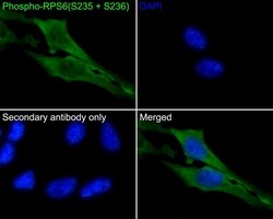 Invitrogen Phospho-S6 (Ser235, Ser236) Recombinant Rabbit Monoclonal Antibody