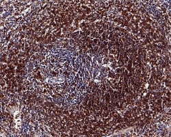 Invitrogen Phospho-S6 (Ser235, Ser236) Recombinant Rabbit Monoclonal Antibody