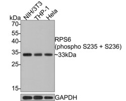 Invitrogen Phospho-S6 (Ser235, Ser236) Recombinant Rabbit Monoclonal Antibody