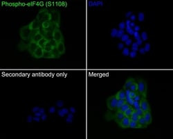 Invitrogen Phospho-eIF4G (Ser1108) Recombinant Rabbit Monoclonal Antibody