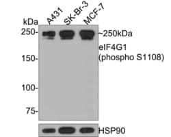 Invitrogen Phospho-eIF4G (Ser1108) Recombinant Rabbit Monoclonal Antibody
