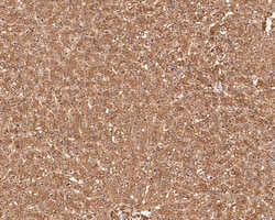 Invitrogen AOX1 Recombinant Rabbit Monoclonal Antibody (PSH0-17) 100 &mu;L;