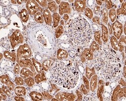 Invitrogen AOX1 Recombinant Rabbit Monoclonal Antibody (PSH0-17) 100 &mu;L;