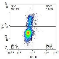 Invitrogen BrdU Recombinant Rabbit Monoclonal Antibody (PSH0-18) 100 &mu;L | Buy Online | Invitrogen&trade; | Fisher Scientific