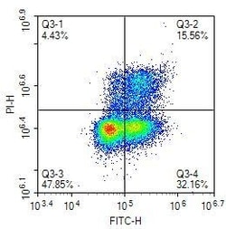 Invitrogen BrdU Recombinant Rabbit Monoclonal Antibody (PSH0-18) 100 &mu;L | Buy Online | Invitrogen&trade; | Fisher Scientific