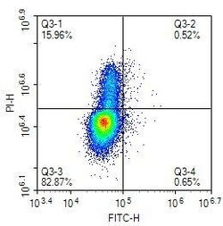 Invitrogen BrdU Recombinant Rabbit Monoclonal Antibody (PSH0-18) 100 &mu;L | Buy Online | Invitrogen&trade; | Fisher Scientific