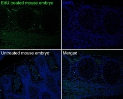 Invitrogen BrdU Recombinant Rabbit Monoclonal Antibody (PSH0-18) 100 &mu;L | Buy Online | Invitrogen&trade; | Fisher Scientific