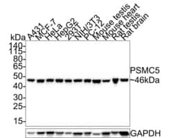 Invitrogen PSMC5 Recombinant Rabbit Monoclonal Antibody (PSH0-22) 100 &mu;L | Buy Online | Invitrogen&trade; | Fisher Scientific