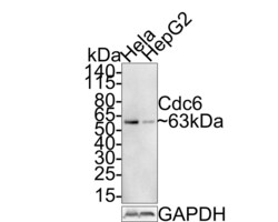 Invitrogen CDC6 Recombinant Rabbit Monoclonal Antibody (JE59-52) 100 &mu;L;