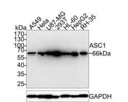 Invitrogen ASC1 Recombinant Rabbit Monoclonal Antibody (PSH0-26) 100 &mu;L;