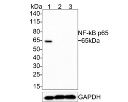 Invitrogen NFkB p65 Recombinant Rabbit Monoclonal Antibody (PSH0-27) 100 &mu;L | Buy Online | Invitrogen&trade; | Fisher Scientific