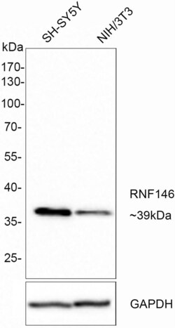 Invitrogen RNF146 Recombinant Rabbit Monoclonal Antibody (PSH0-29) 100