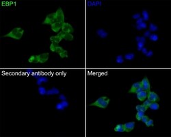 Invitrogen EBP1 Recombinant Rabbit Monoclonal Antibody (JE35-48) 100 &mu;L | Buy Online | Invitrogen&trade; | Fisher Scientific