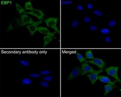 Invitrogen EBP1 Recombinant Rabbit Monoclonal Antibody (JE35-48) 100 &mu;L | Buy Online | Invitrogen&trade; | Fisher Scientific