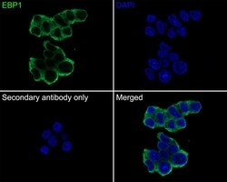 Invitrogen EBP1 Recombinant Rabbit Monoclonal Antibody (JE35-48) 100 &mu;L | Buy Online | Invitrogen&trade; | Fisher Scientific
