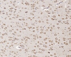 Invitrogen EBP1 Recombinant Rabbit Monoclonal Antibody (JE35-48) 100 &mu;L | Buy Online | Invitrogen&trade; | Fisher Scientific