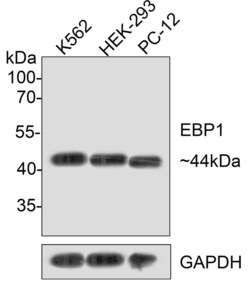 Invitrogen EBP1 Recombinant Rabbit Monoclonal Antibody (JE35-48) 100 &mu;L | Buy Online | Invitrogen&trade; | Fisher Scientific