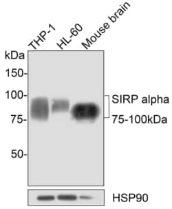 Invitrogen SIRP alpha Recombinant Rabbit Monoclonal Antibody (JE36-20)