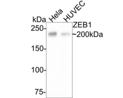 Invitrogen ZEB1 Recombinant Rabbit Monoclonal Antibody (JE57-64) 100 &mu;L | Buy Online | Invitrogen&trade; | Fisher Scientific