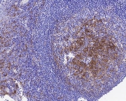 Invitrogen CD14 Recombinant Rabbit Monoclonal Antibody (PD01-63) 100 &mu;L | Buy Online | Invitrogen&trade; | Fisher Scientific