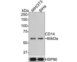 Invitrogen CD14 Recombinant Rabbit Monoclonal Antibody (PD01-63) 100 &mu;L | Buy Online | Invitrogen&trade; | Fisher Scientific