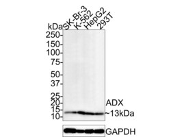 Invitrogen FDX1 Recombinant Rabbit Monoclonal Antibody (JE63-56) 100 &mu;L;