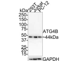 Invitrogen ATG4B Recombinant Rabbit Monoclonal Antibody (JE59-97) 100 &mu;L;