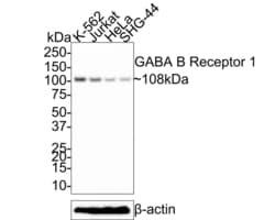Invitrogen GABBR1 Recombinant Rabbit Monoclonal Antibody (JE60-09) 100