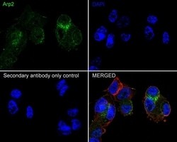 Invitrogen Arp2 Recombinant Rabbit Monoclonal Antibody (JE40-62) 100 &mu;L;