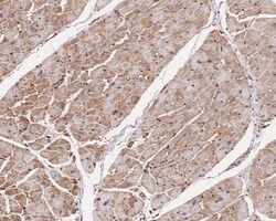 Invitrogen Arp2 Recombinant Rabbit Monoclonal Antibody (JE40-62) 100 &mu;L;