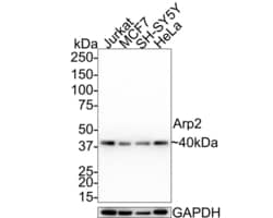 Invitrogen Arp2 Recombinant Rabbit Monoclonal Antibody (JE40-62) 100 &mu;L;