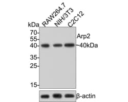 Invitrogen Arp2 Recombinant Rabbit Monoclonal Antibody (JE40-62) 100 &mu;L;