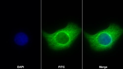 Invitrogen beta Tubulin Monoclonal Antibody (C3), Invitrogen 200 μL;