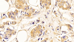 Invitrogen beta Tubulin Monoclonal Antibody (C3), Invitrogen 200 μL;