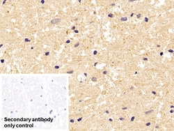 Invitrogen beta Tubulin Monoclonal Antibody (C3), Invitrogen 200 μL;