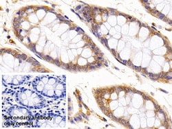 Invitrogen beta Tubulin Monoclonal Antibody (C3), Invitrogen 200 μL;