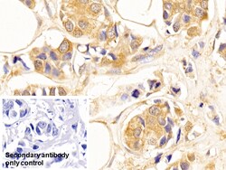 Invitrogen beta Tubulin Monoclonal Antibody (C3), Invitrogen 200 μL;